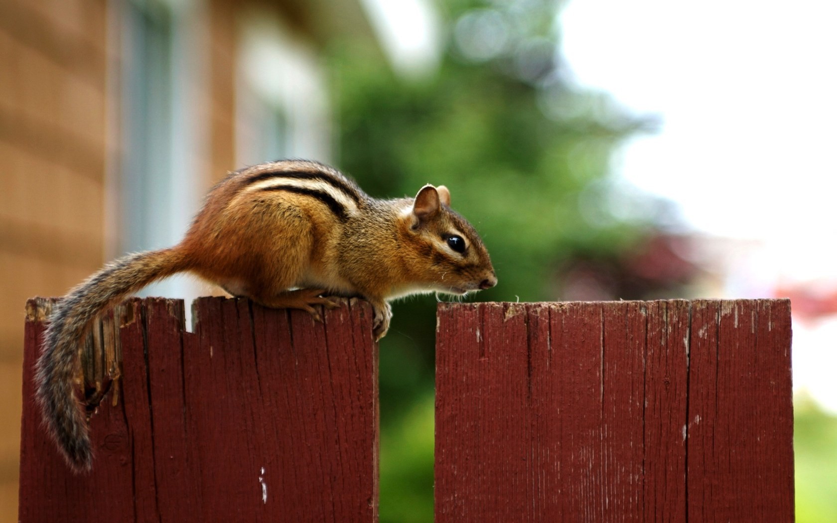 animals, Nuts, Backyard, Chipmunks Wallpaper