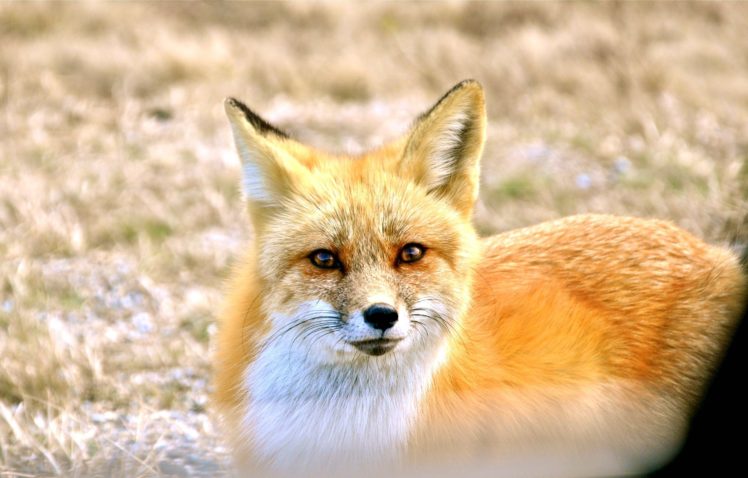 animals, Foxes HD Wallpaper Desktop Background