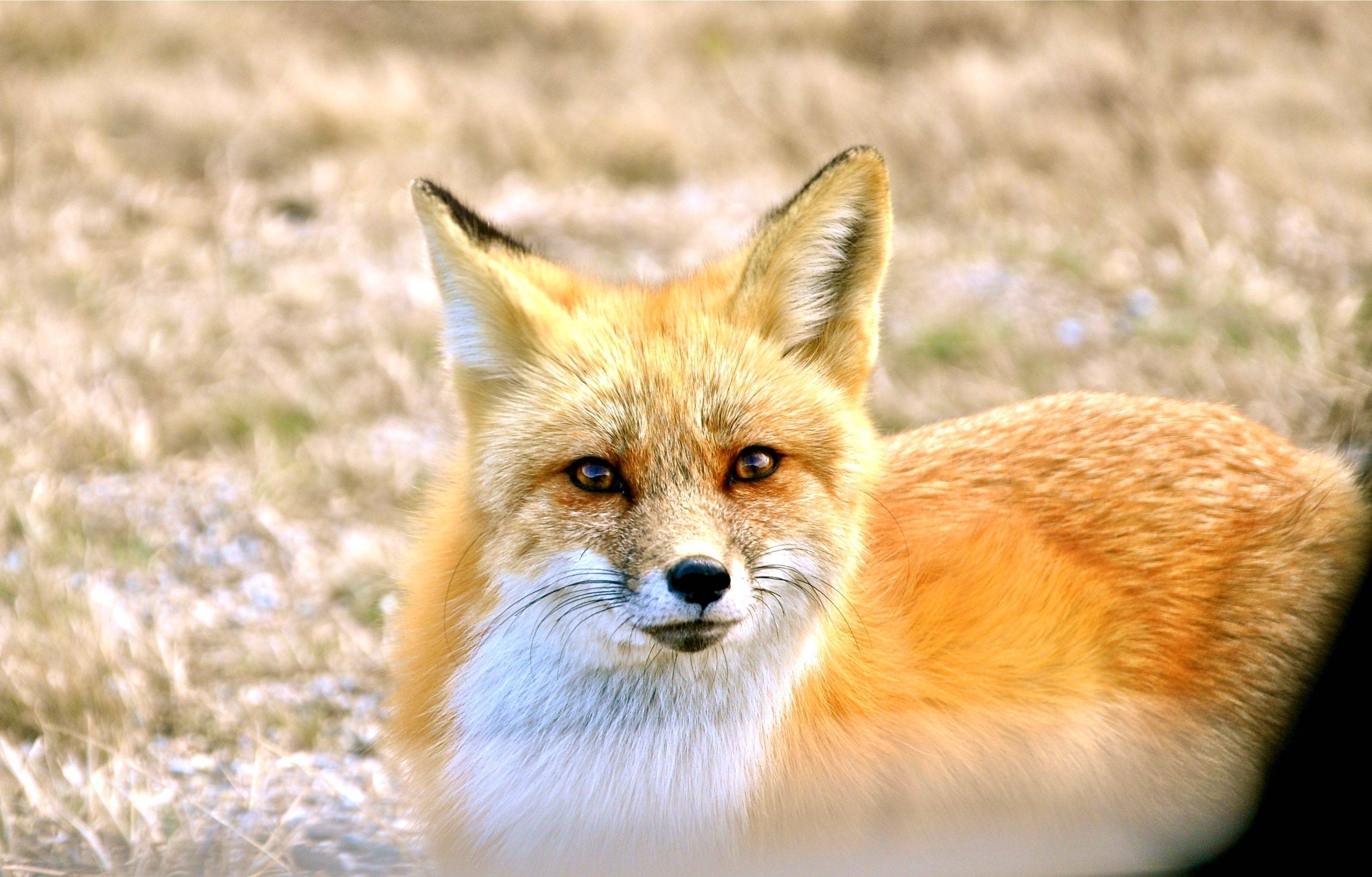 animals, Foxes Wallpaper