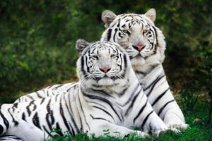white, Bengal, Tigers