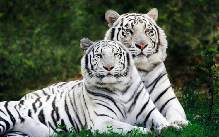 white, Bengal, Tigers HD Wallpaper Desktop Background
