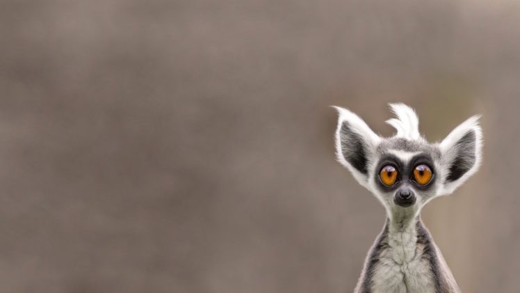 animal, Snout, Lemur, Cute, Eyes, Humor, Funny HD Wallpaper Desktop Background