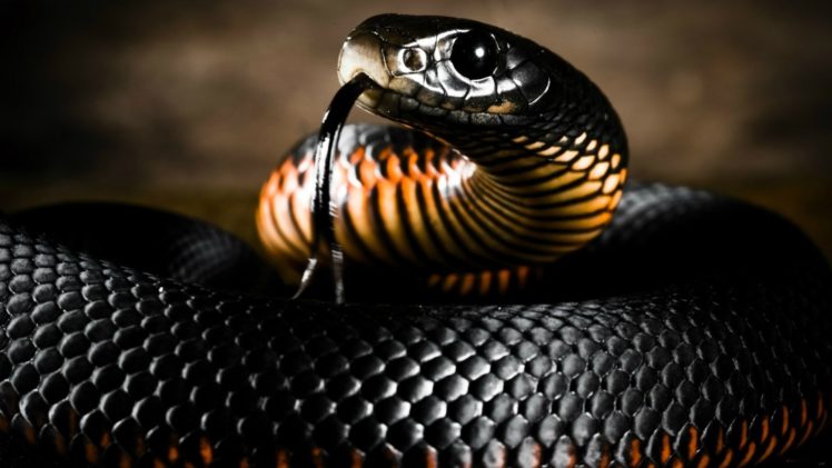 black, Mamba, Snake HD Wallpaper Desktop Background