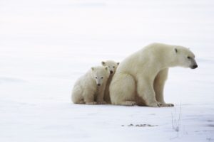 animals, Cubs, Polar, Bears