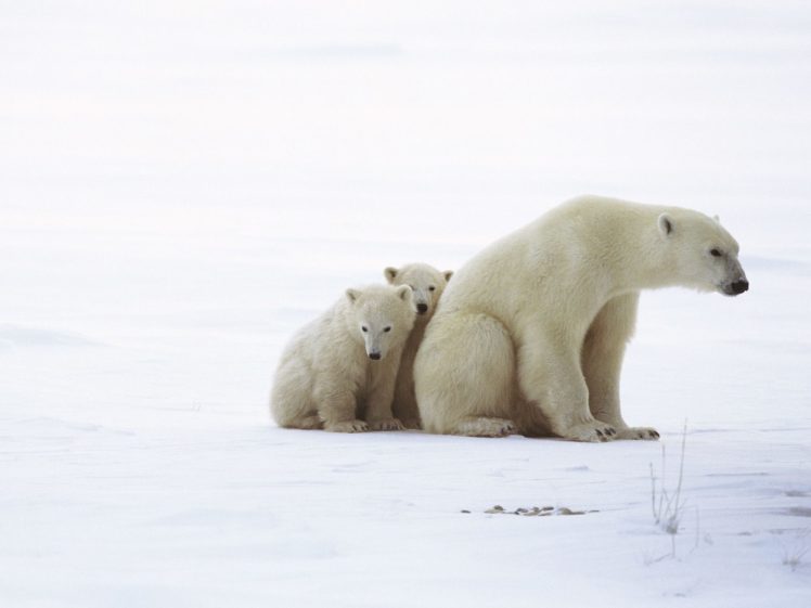 animals, Cubs, Polar, Bears HD Wallpaper Desktop Background