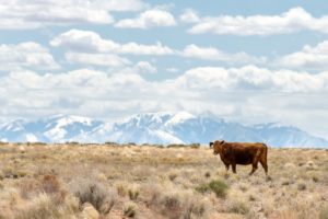 landscapes, Animals, Fields, Lonely, Cows, Utah