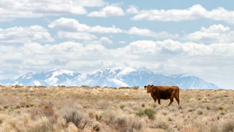 landscapes, Animals, Fields, Lonely, Cows, Utah HD Wallpaper Desktop Background