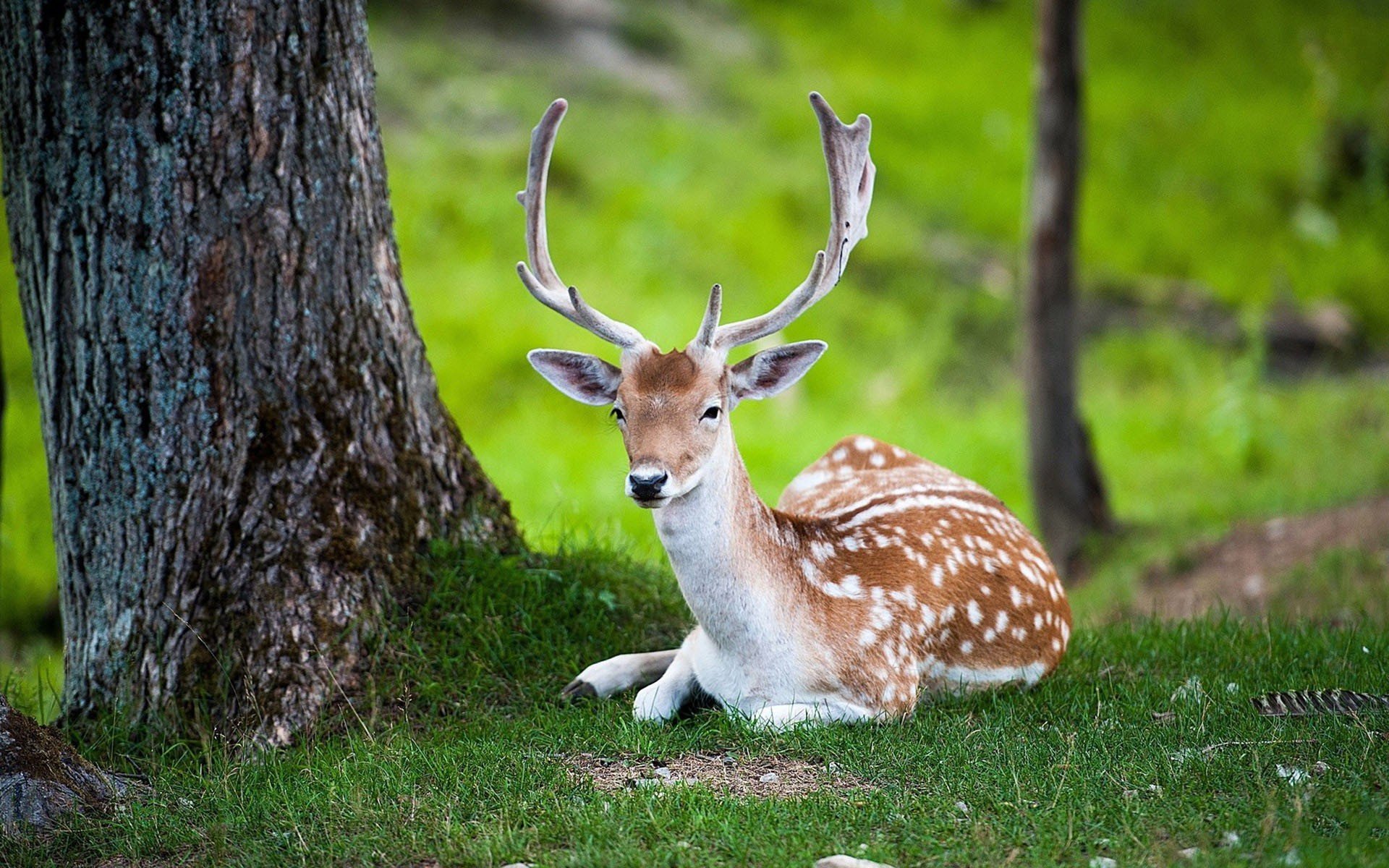 beautiful deer nature animals tree Wallpapers HD / Desktop and Mobile  Backgrounds