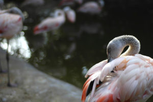 shy, Flamingo