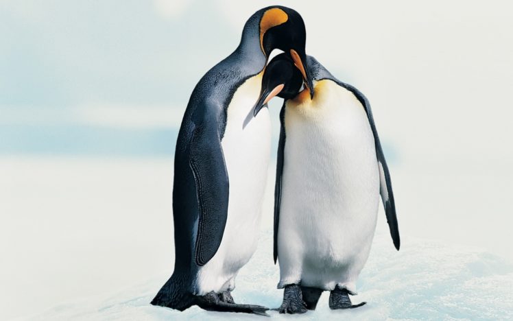 birds, Animals, Penguins HD Wallpaper Desktop Background
