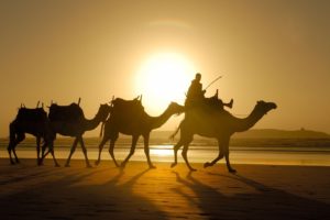 sand, Camels, Morocco