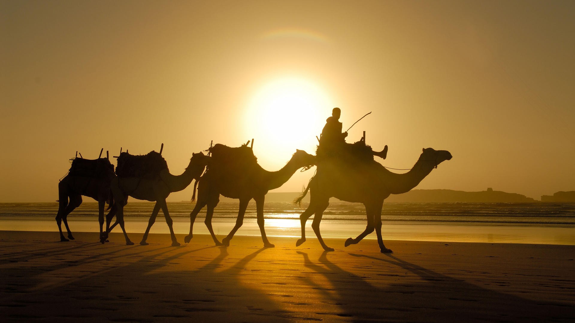 sand, Camels, Morocco Wallpaper