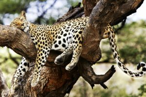 animals, Cheetahs, Sleeping