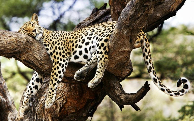 animals, Cheetahs, Sleeping HD Wallpaper Desktop Background