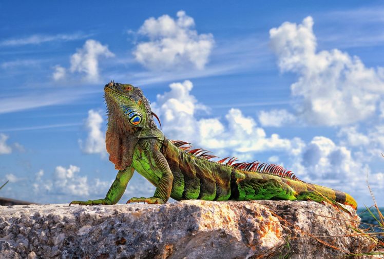 lizard, Iguana, Green, South, America HD Wallpaper Desktop Background