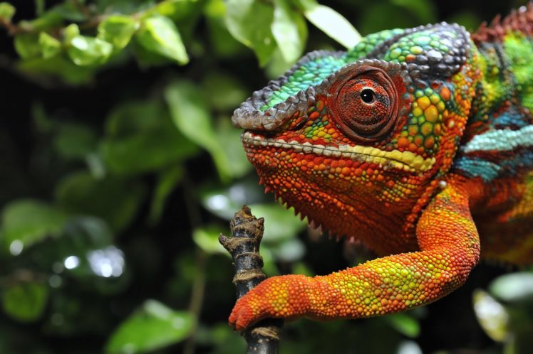 closeup, Chameleon, Animals, Lizard HD Wallpaper Desktop Background