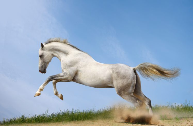 horses, Run, Animals, Horse HD Wallpaper Desktop Background