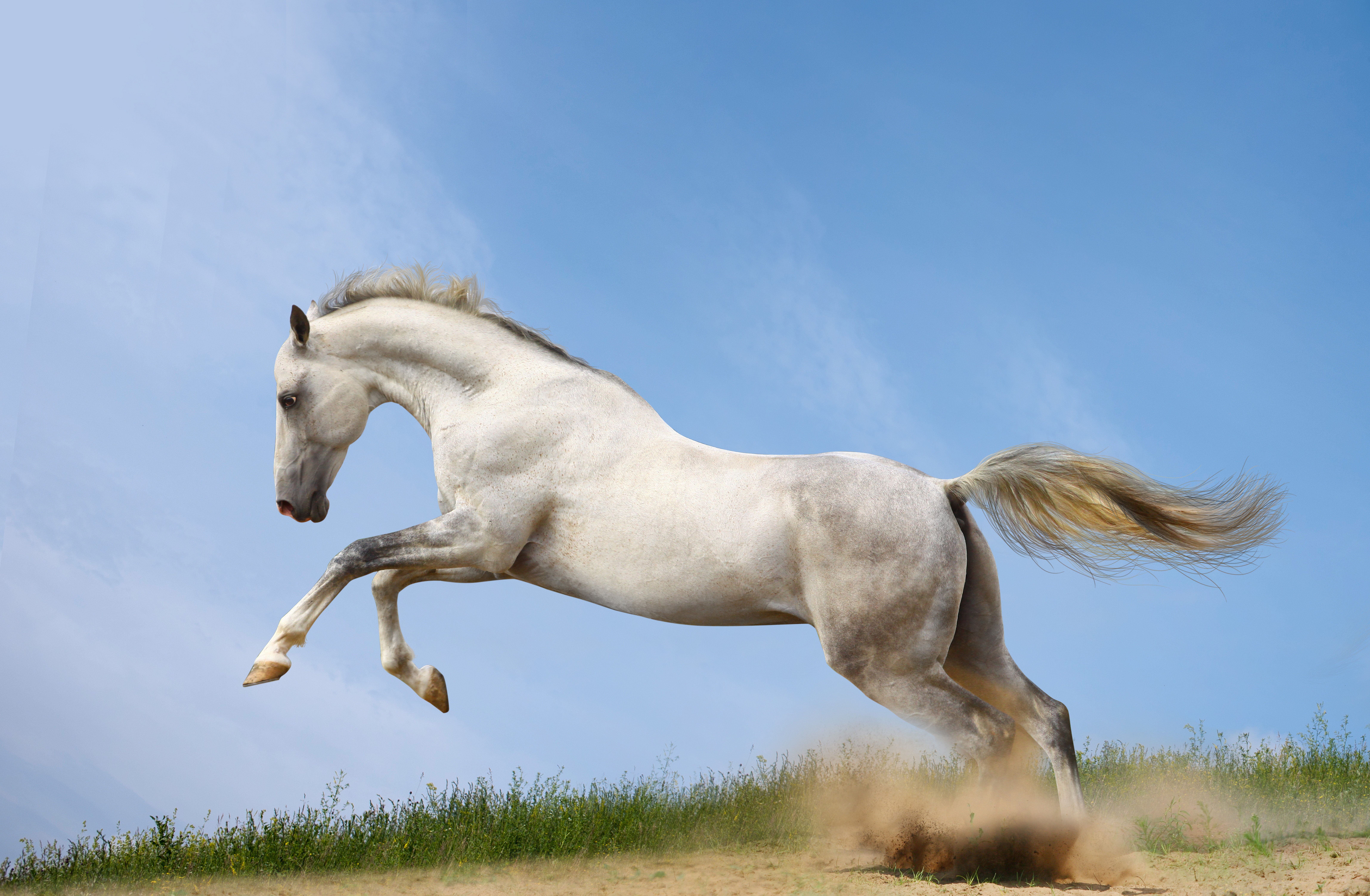 horses, Run, Animals, Horse Wallpaper