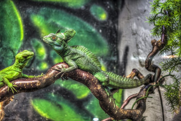 jurassic, Park, Iguana, Lizard HD Wallpaper Desktop Background