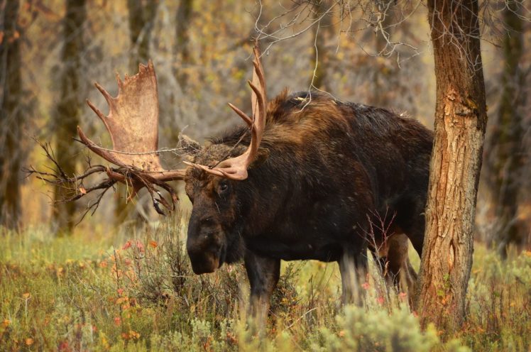 moose, Trunk, Tree, Horns, Grass, Animals, Elk, Deer Wallpapers HD / Desktop  and Mobile Backgrounds