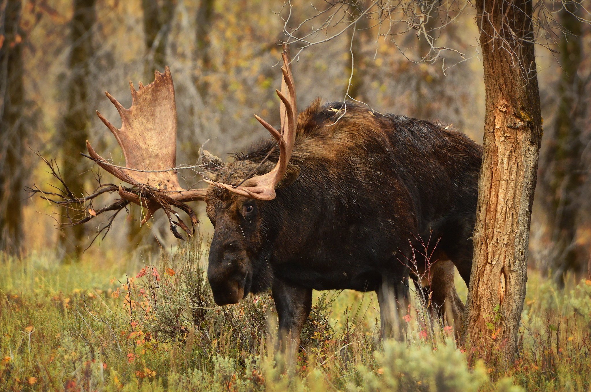 moose, Trunk, Tree, Horns, Grass, Animals, Elk, Deer Wallpaper