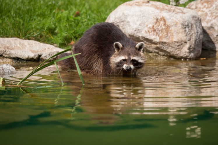 raccoons, Water, Stones, Animals, Raccoon HD Wallpaper Desktop Background
