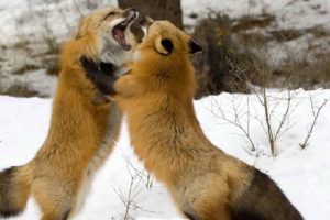 winter, Snow, Fighting, Foxes