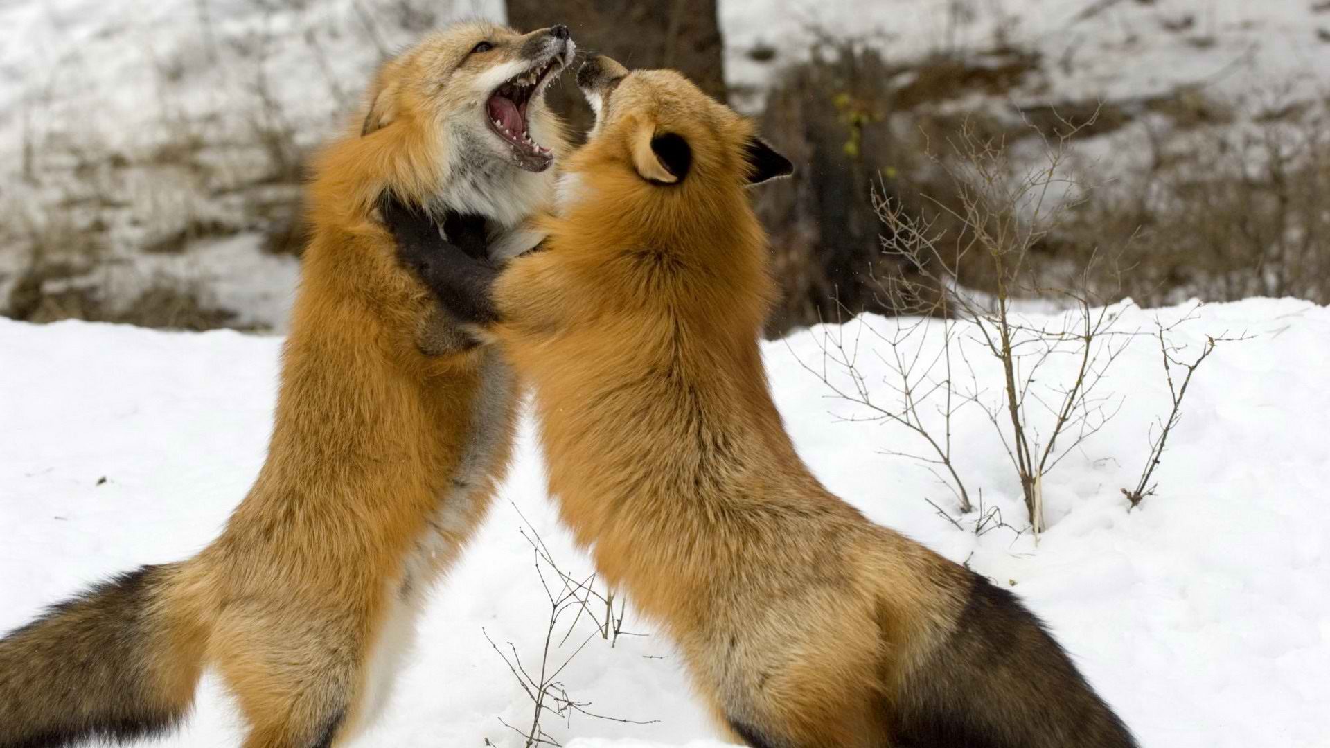 winter, Snow, Fighting, Foxes Wallpaper