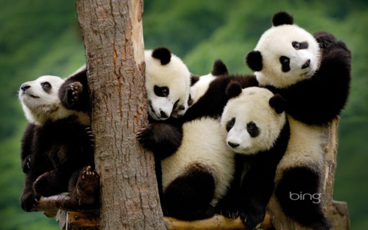panda, Bears HD Wallpaper Desktop Background