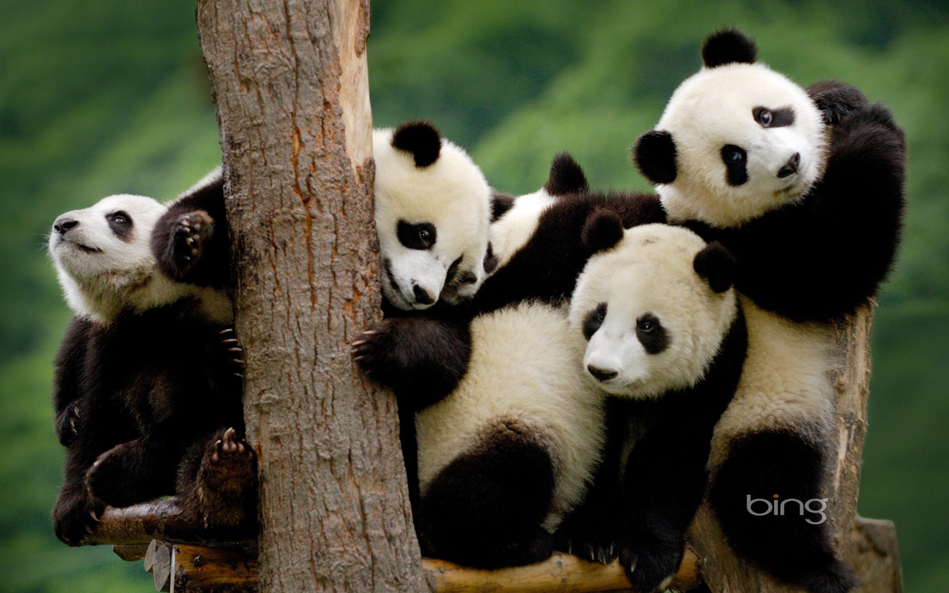 panda, Bears Wallpaper