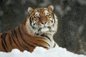 animals, Siberian, Tiger