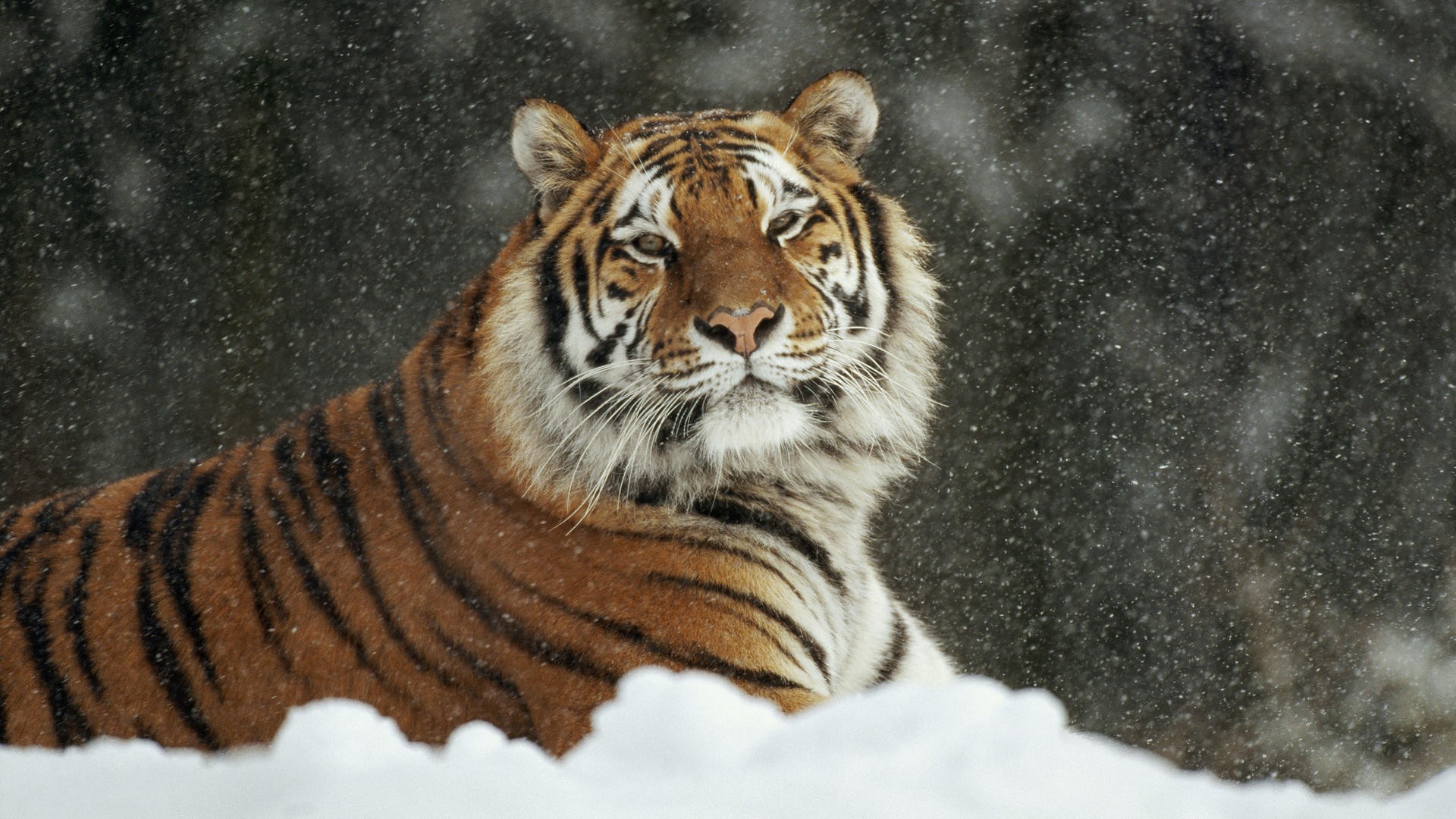 animals, Siberian, Tiger Wallpaper