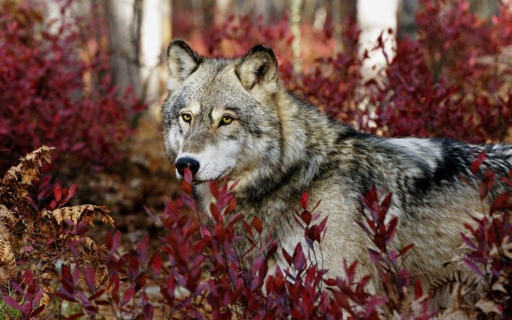 wolf, In, The, Forest HD Wallpaper Desktop Background