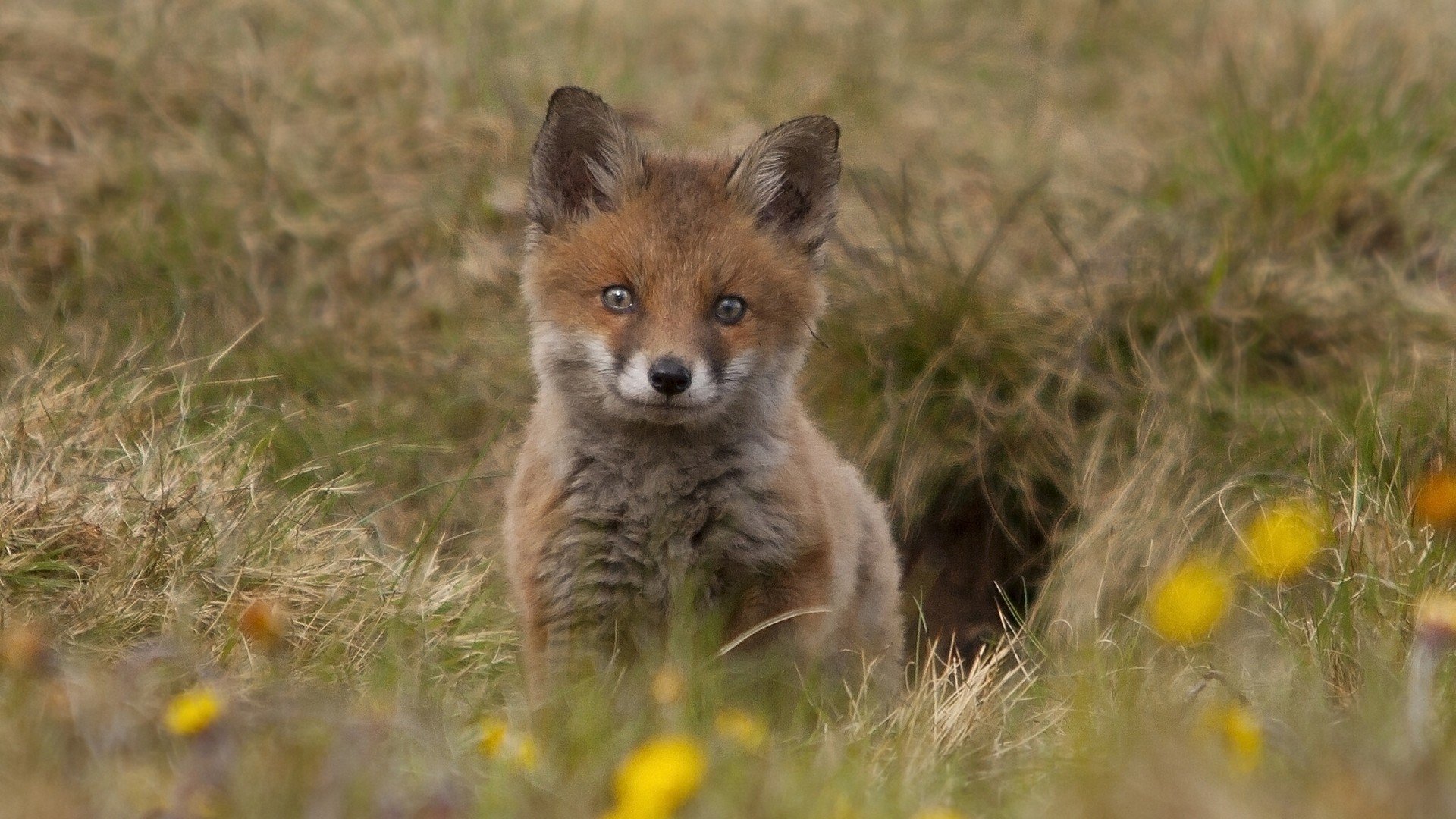 fox Wallpaper