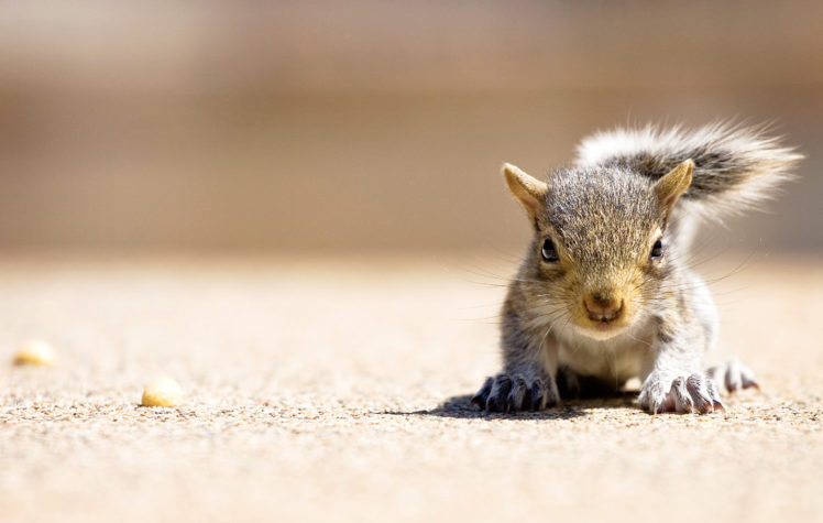 hungry, Squirrel HD Wallpaper Desktop Background