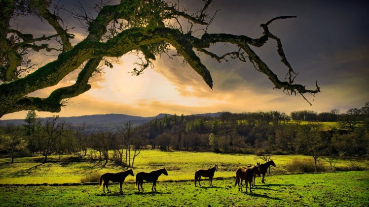 nature, Meadow, Horses, Oregon HD Wallpaper Desktop Background