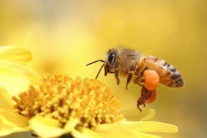 honey, Bee, Pollinating, Flower, Yellow