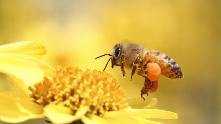 honey, Bee, Pollinating, Flower, Yellow HD Wallpaper Desktop Background