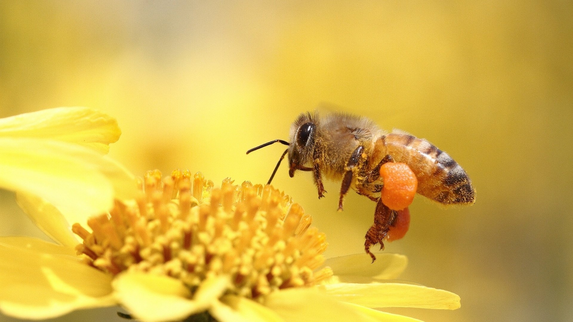 honey, Bee, Pollinating, Flower, Yellow Wallpaper