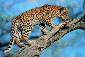 animals, Leopards