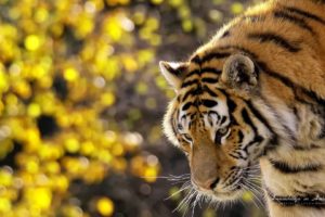 nature, Animals, Tigers, Bokeh