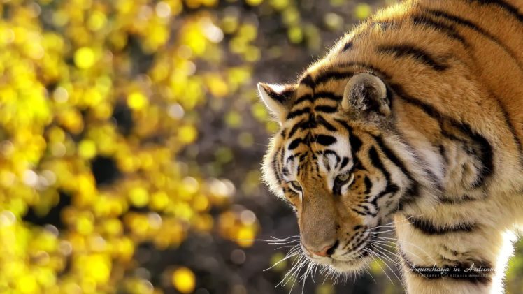nature, Animals, Tigers, Bokeh HD Wallpaper Desktop Background