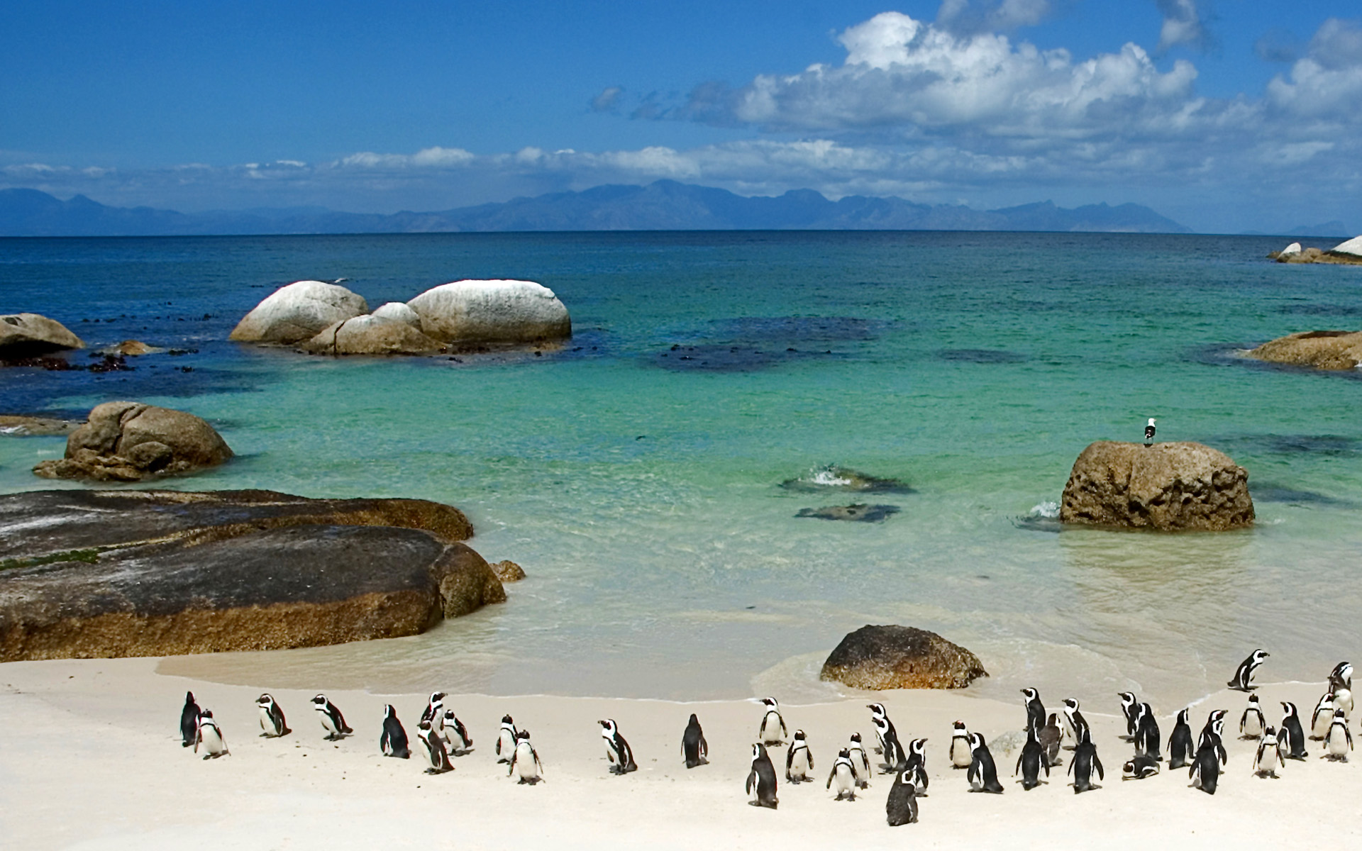 birds, Rocks, Penguins, Sea Wallpaper