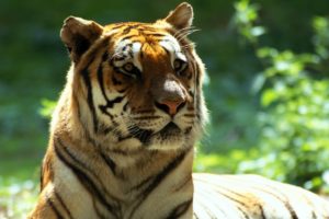 animals, Bengal, Tigers
