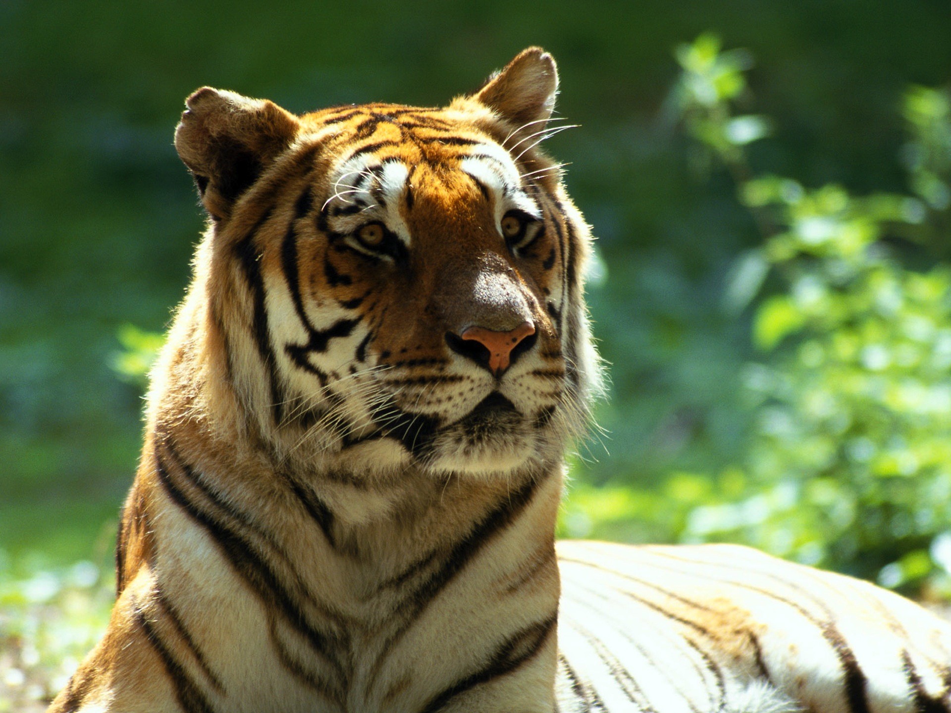 animals, Bengal, Tigers Wallpapers HD / Desktop and Mobile Backgrounds