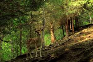 forest, Animals, Deer