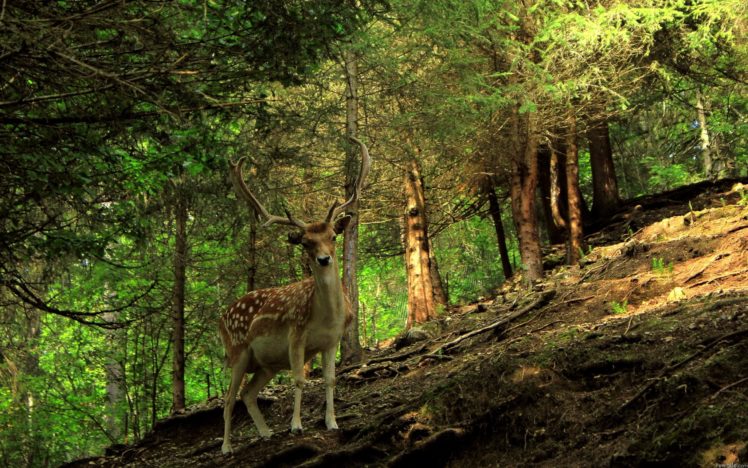 forest, Animals, Deer HD Wallpaper Desktop Background