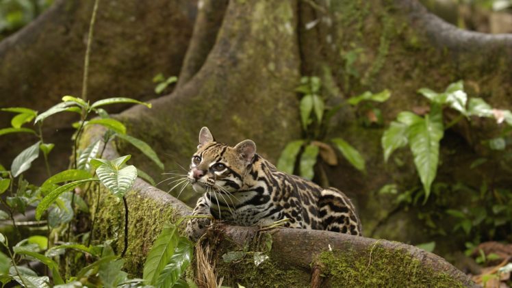 animals, Amazon, Rainforest, Ocelots, Ecuador HD Wallpaper Desktop Background