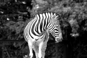 animals, Zebras, Grayscale
