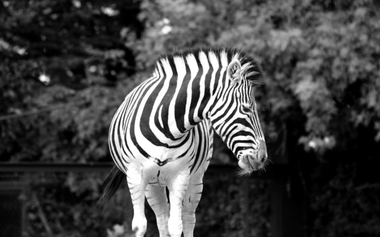 animals, Zebras, Grayscale HD Wallpaper Desktop Background